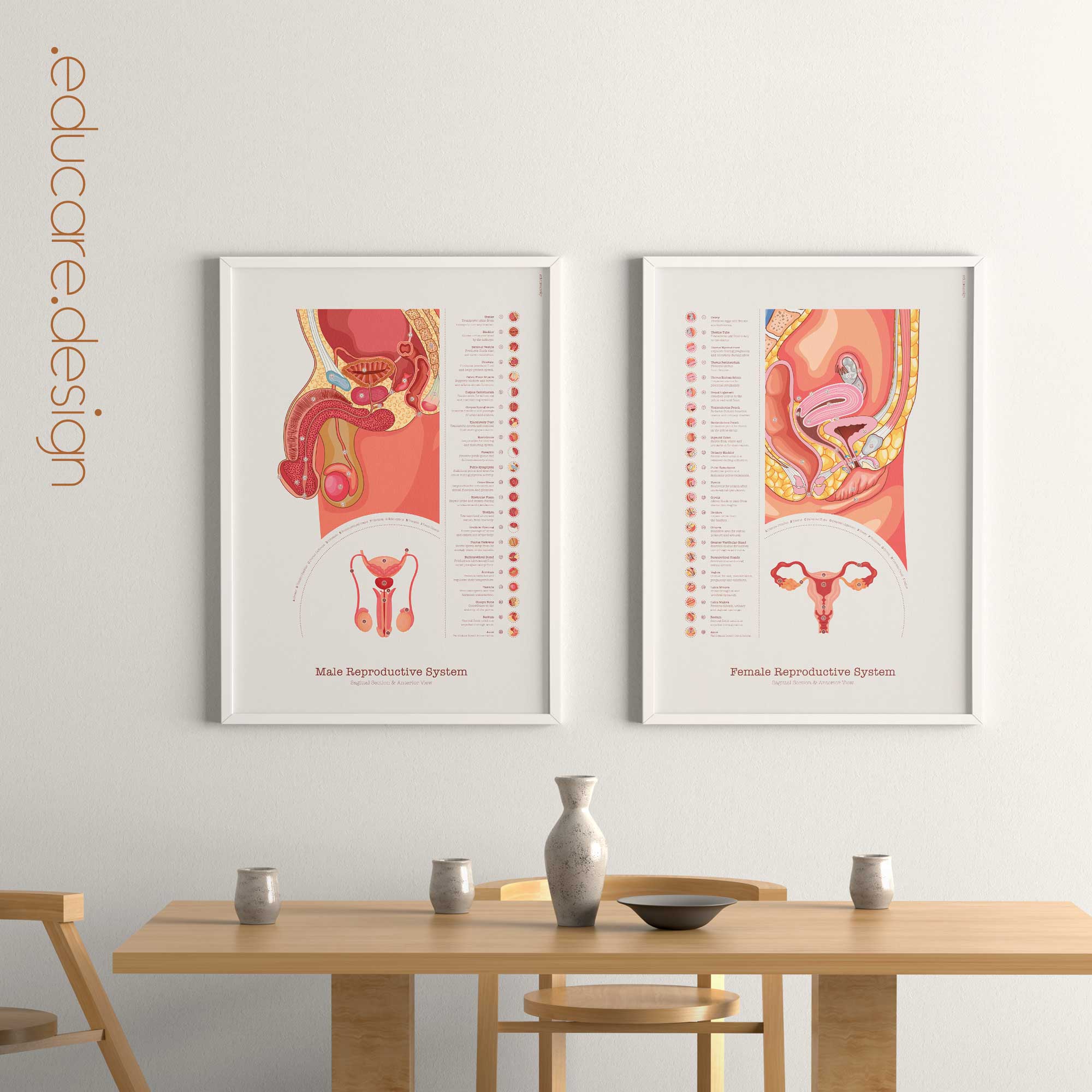 Male and Female Reproductive Systems