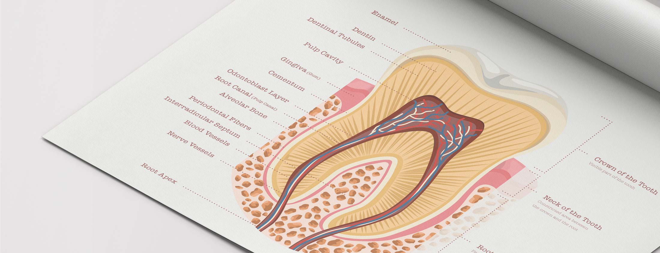 Artworks and charts for Dentists