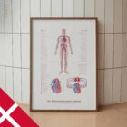 Cardiovascular System with Heart Structure and Blood Flow – educare.design Cardiovascular System with Heart Structure and Blood Flow