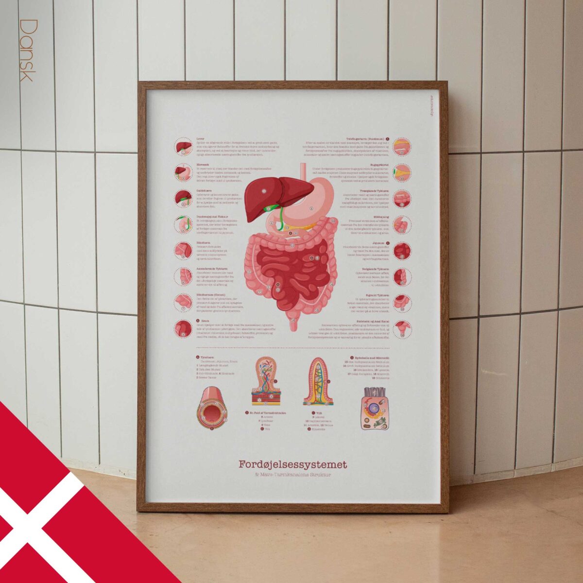 Système Digestif et Structure du Tractus Gastro-intestinal