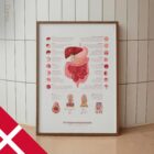 Fordøjelsessystemet og Mave-tarmkanalens Struktur anatomidiagram til klinikker