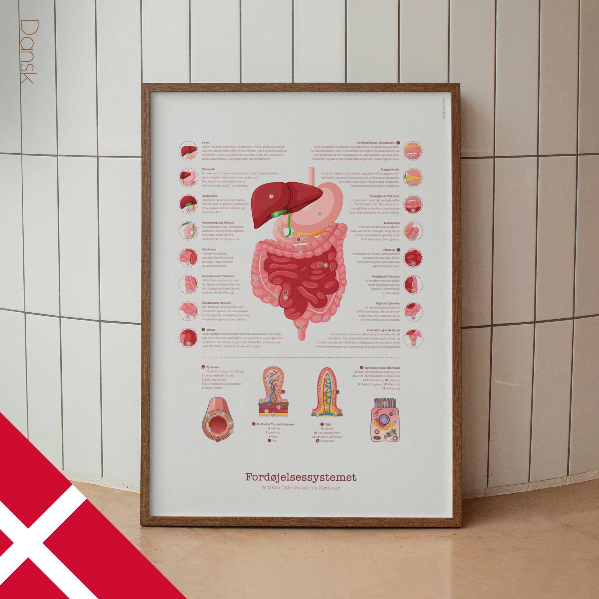 Digestive System and Gastrointestinal Tract Structure