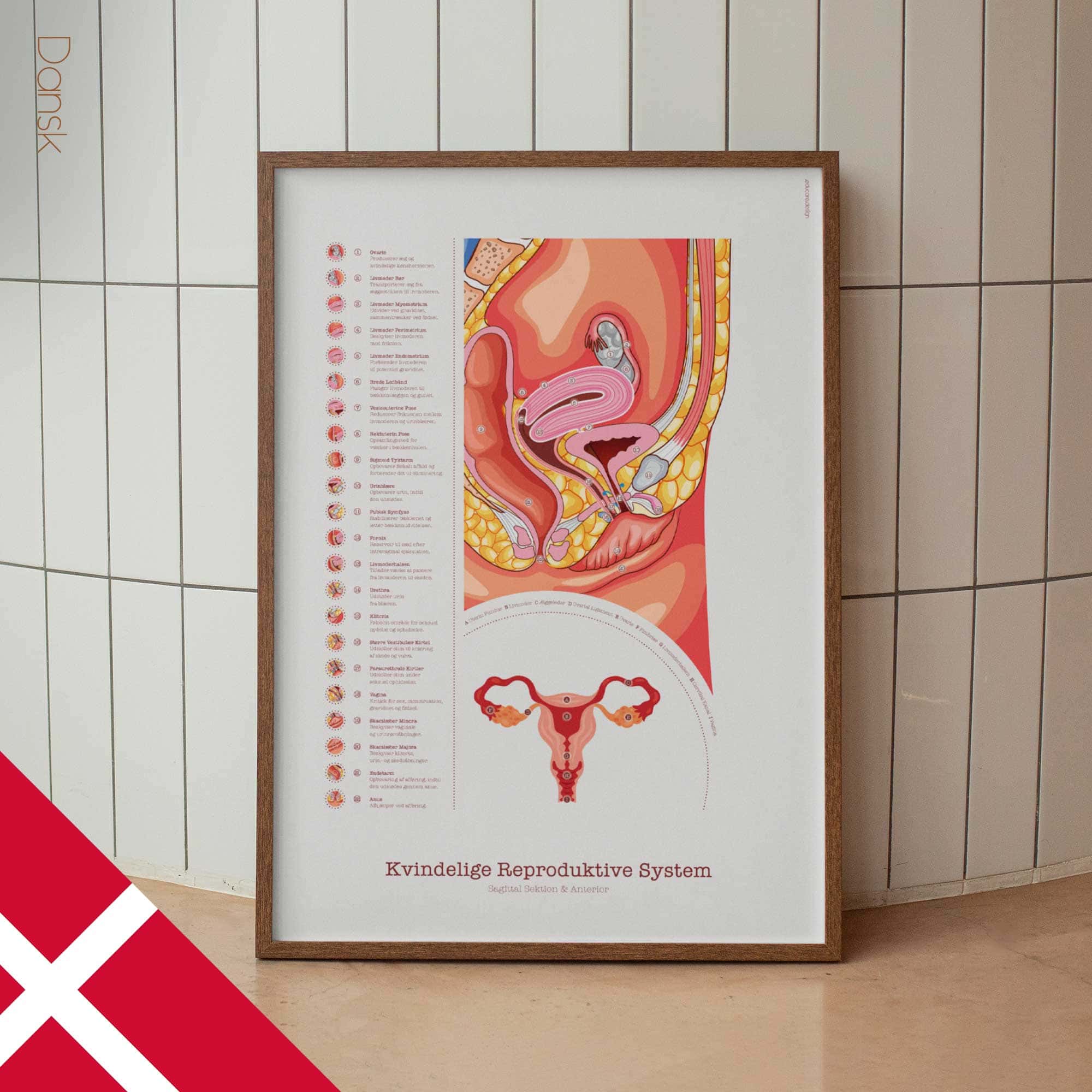 Female Reproductive System