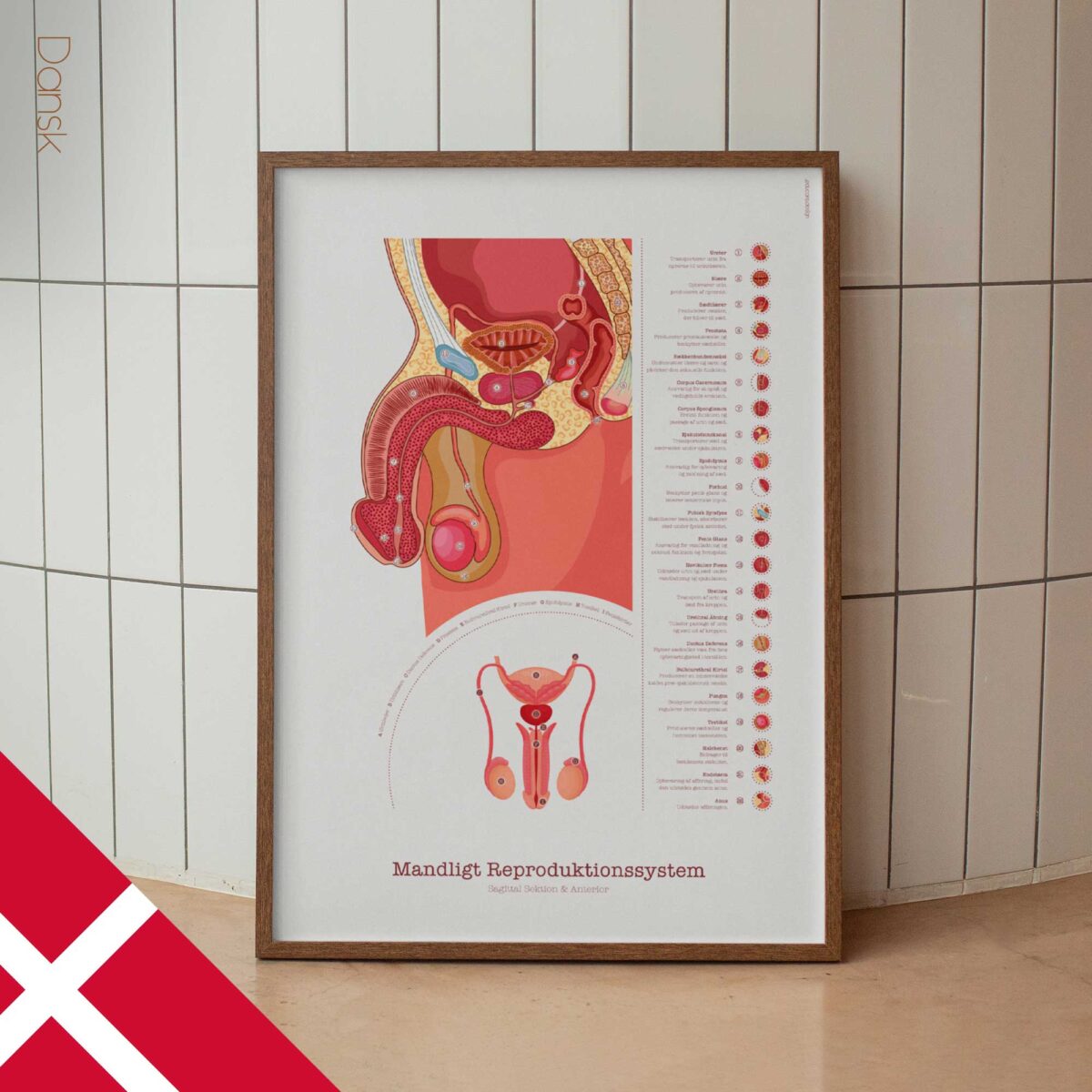 Männliches Reproduktionssystem