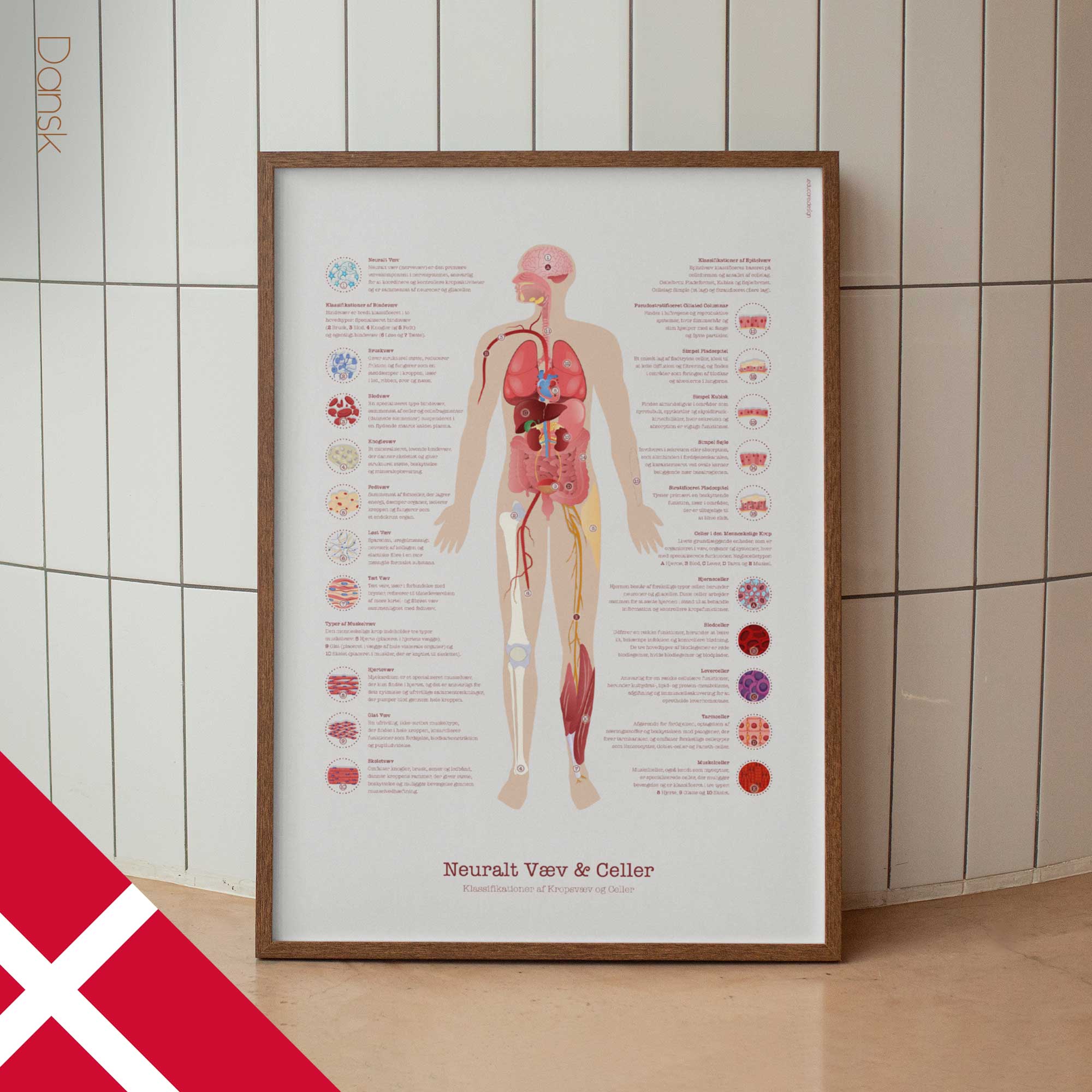 Neural Tissue & Cells; Classifications of Body Tissue and Cells
