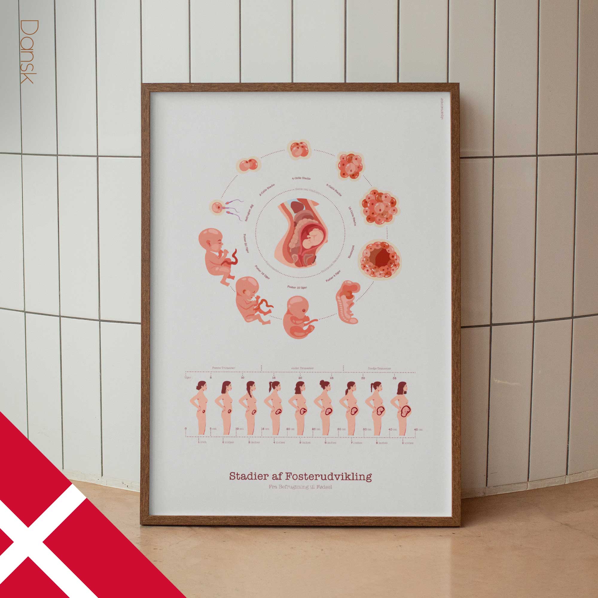 Stages of Fetal Development