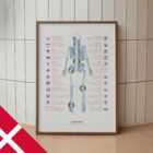 Human joint anatomy with mobility, stability and synovial joints