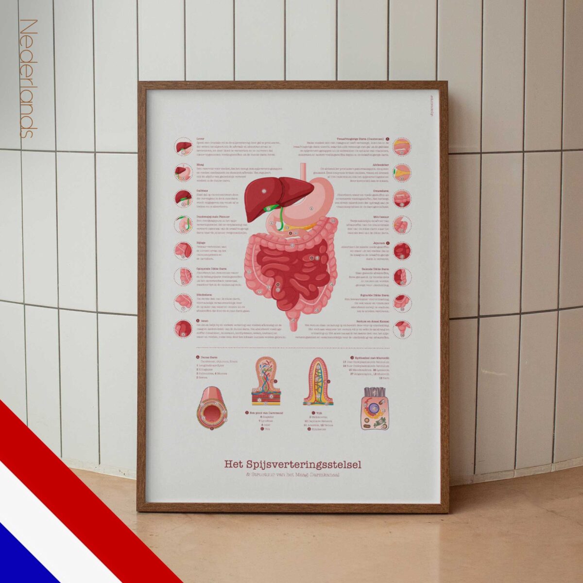 Système Digestif et Structure du Tractus Gastro-intestinal