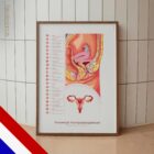 Female Reproductive System – educare.design Female Reproductive System