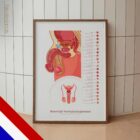 Male Reproductive System