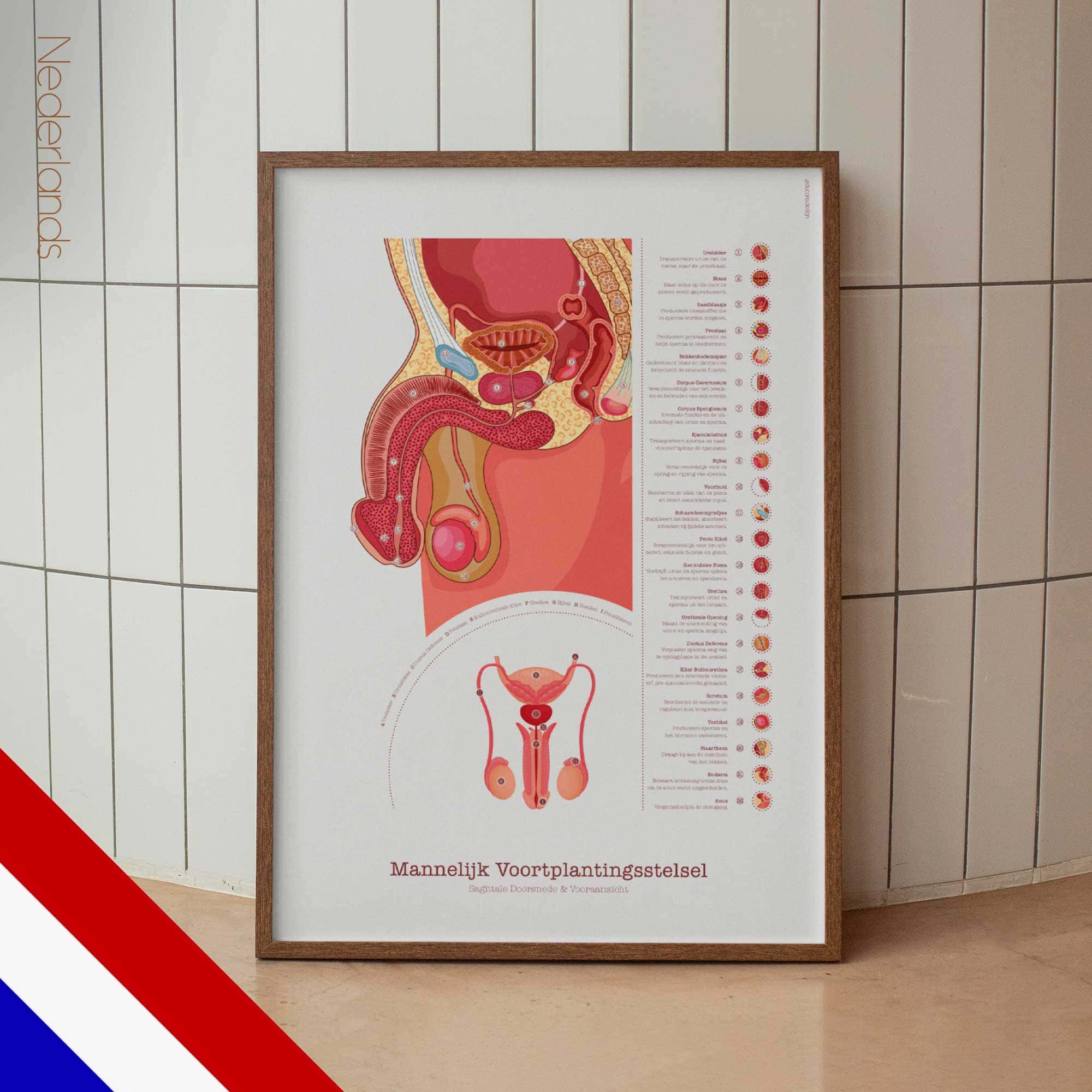 Male Reproductive System