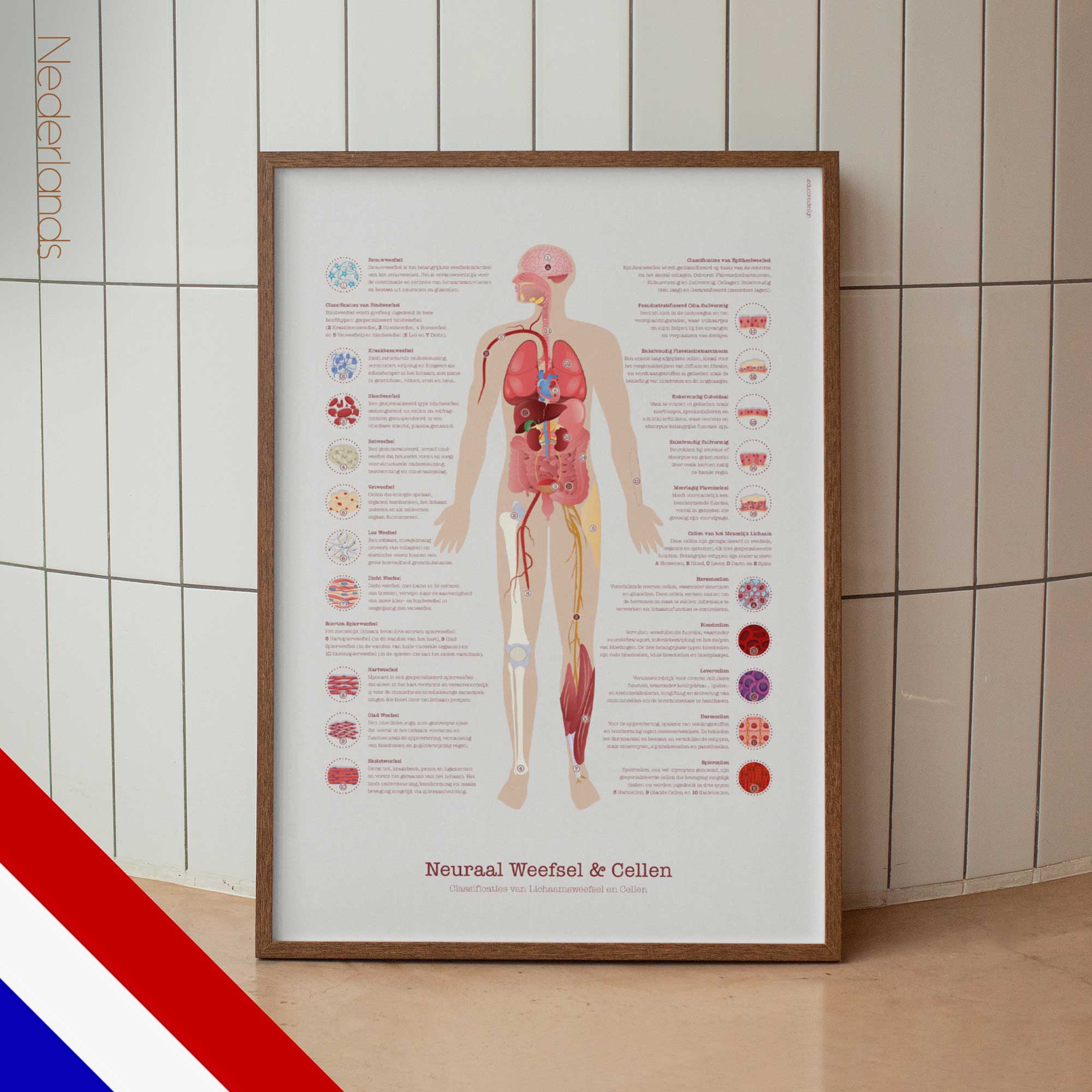 Neural Tissue & Cells; Classifications of Body Tissue and Cells