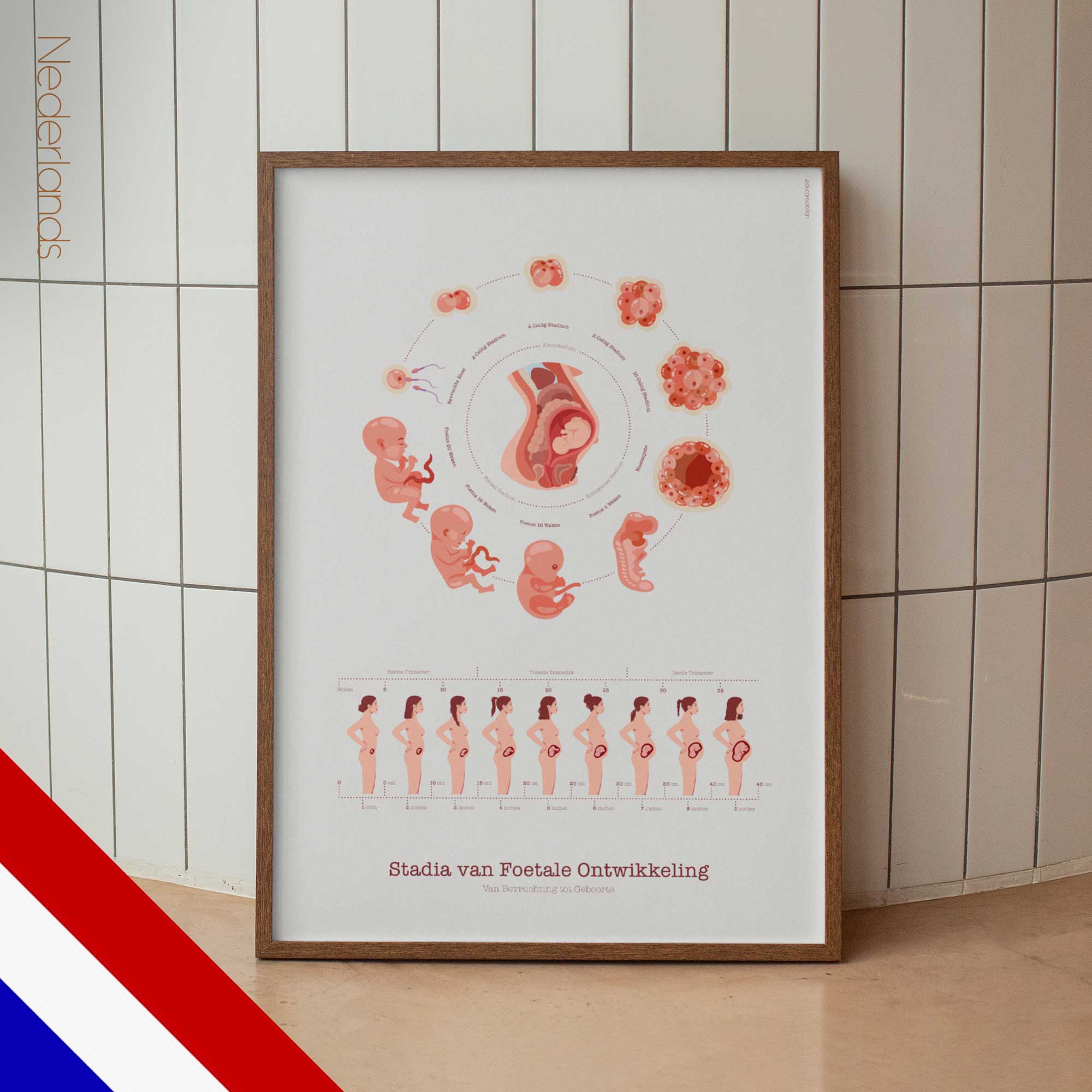 Stages of Fetal Development