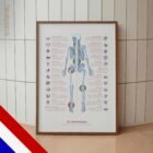 Human joint anatomy with mobility, stability and synovial joints