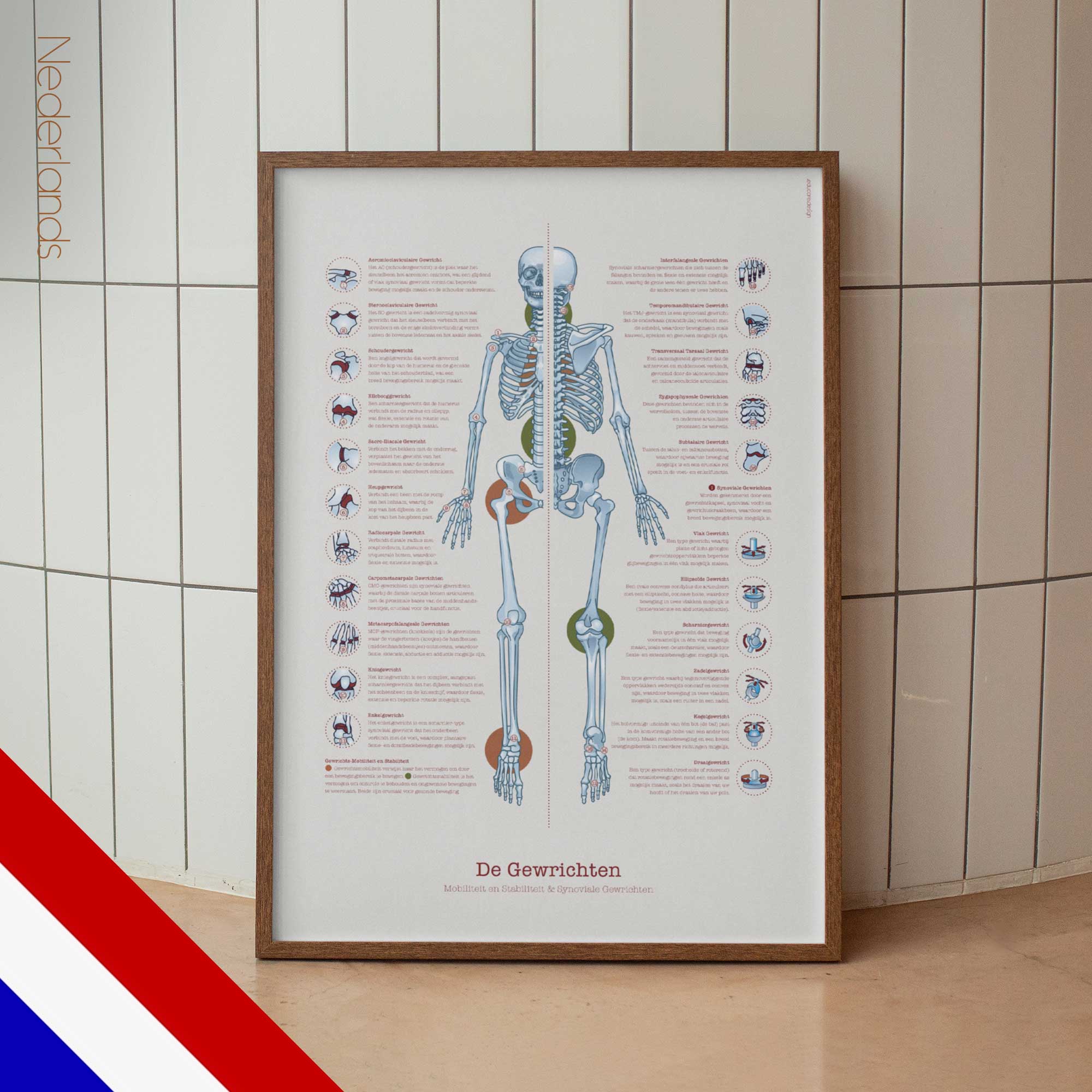 Human joint anatomy with mobility, stability and synovial joints