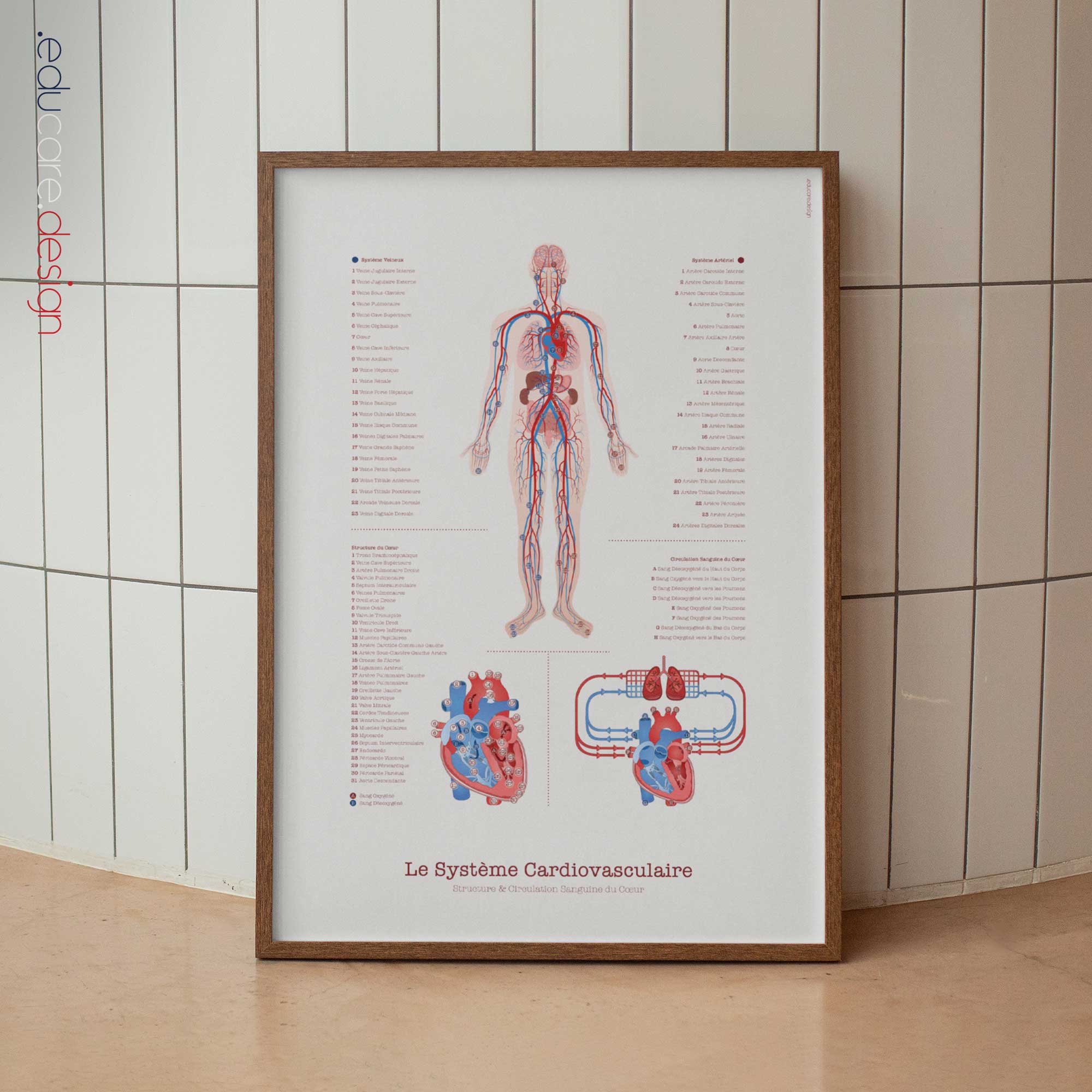 Cardiovascular System with Heart Structure and Blood Flow