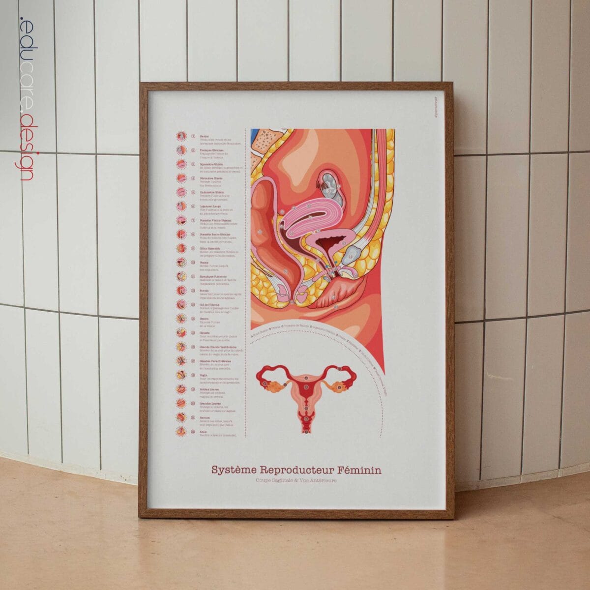 Weibliches Reproduktionssystem