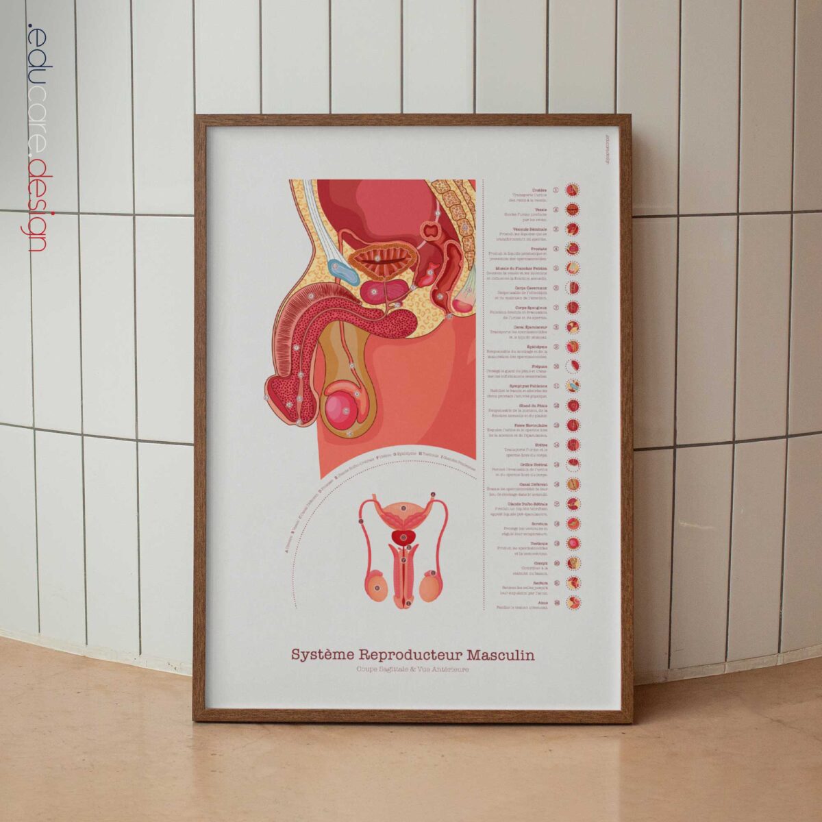 Männliches Reproduktionssystem