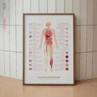 Tissu Neuronal & Cellules