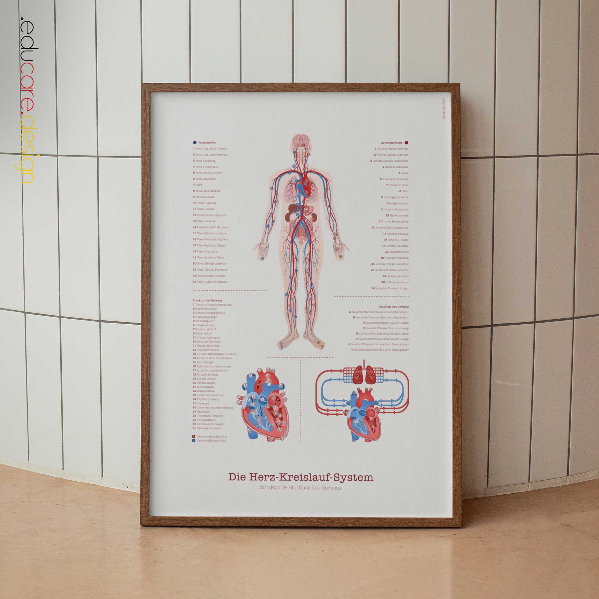 Cardiovascular System with Heart Structure and Blood Flow