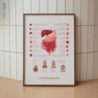 Verdauungssystem und Struktur des Gastrointestinaltrakts Anatomie-Chart für Praxen und Kliniken