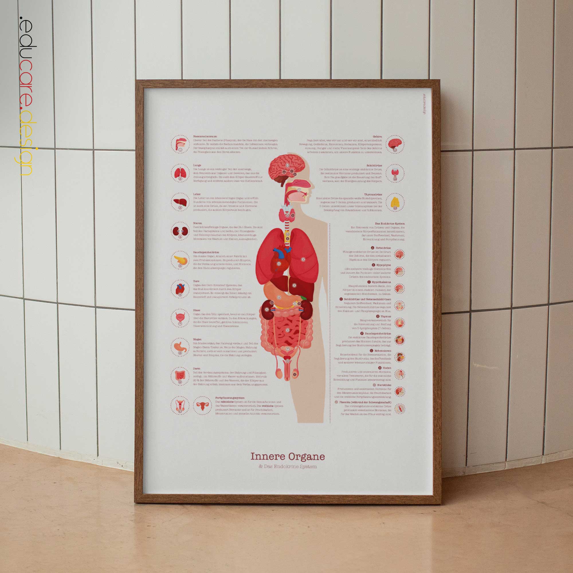 Innere Organe und Endokrines System Anatomie-Chart für Praxen und Kliniken Innere Organe und Endokrines System Anatomie-Chart für Praxen und Kliniken