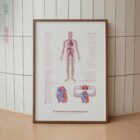 Cardiovascular System with Heart Structure and Blood Flow – educare.design Cardiovascular System with Heart Structure and Blood Flow