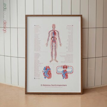 Sistema Cardiovascolare con Struttura del Cuore e Flusso Sanguigno