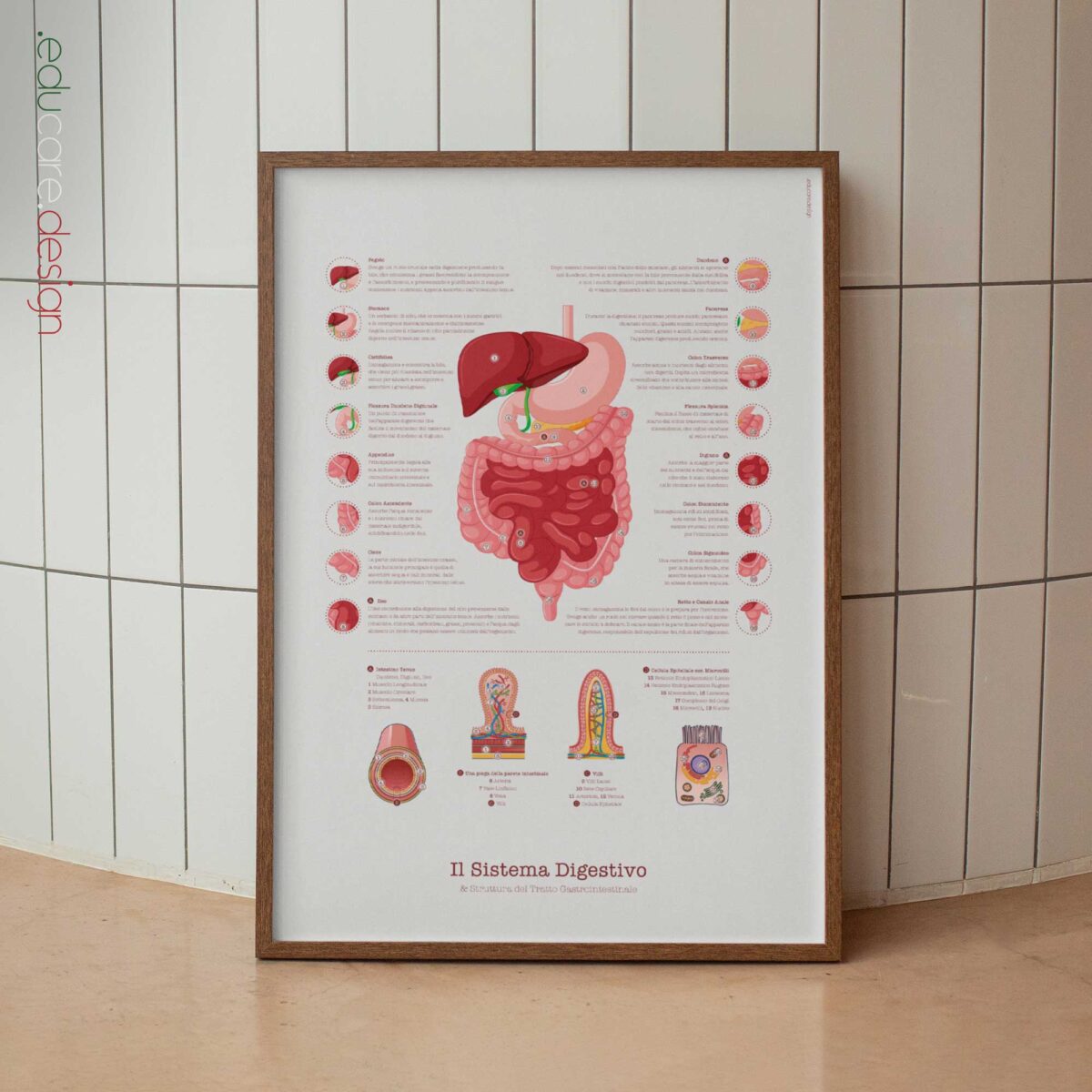 Système Digestif et Structure du Tractus Gastro-intestinal