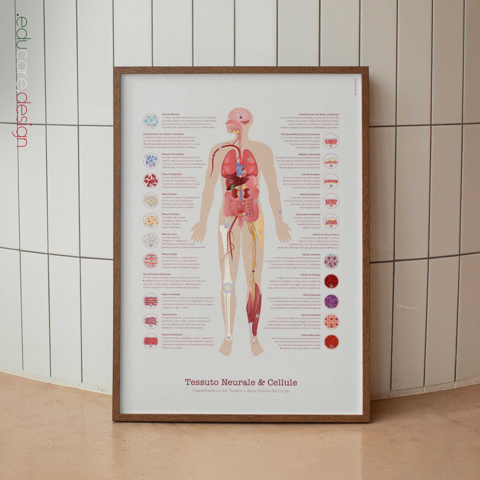 Tessuto Neurale & Cellule