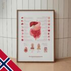Fordøyelsessystemet og Mage-tarmkanalens Struktur anatomidiagram for klinikker