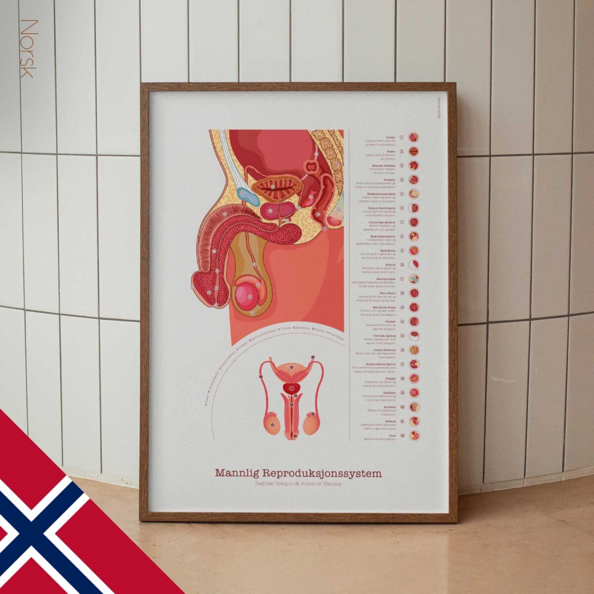 Männliches Reproduktionssystem