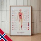 Neural Tissue & Cells; Classifications of Body Tissue and Cells