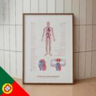 Cardiovascular System with Heart Structure and Blood Flow – educare.design Cardiovascular System with Heart Structure and Blood Flow