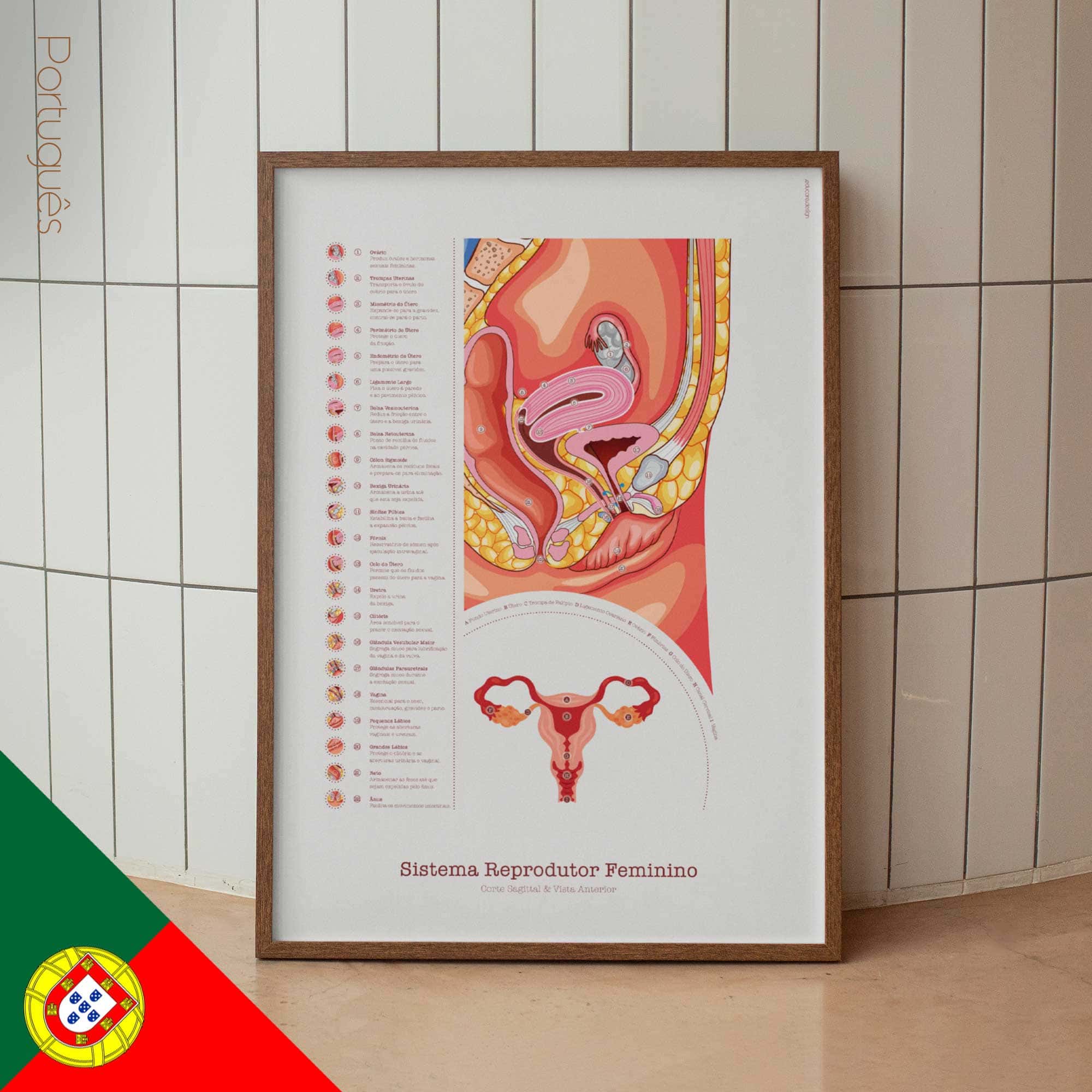 Female Reproductive System