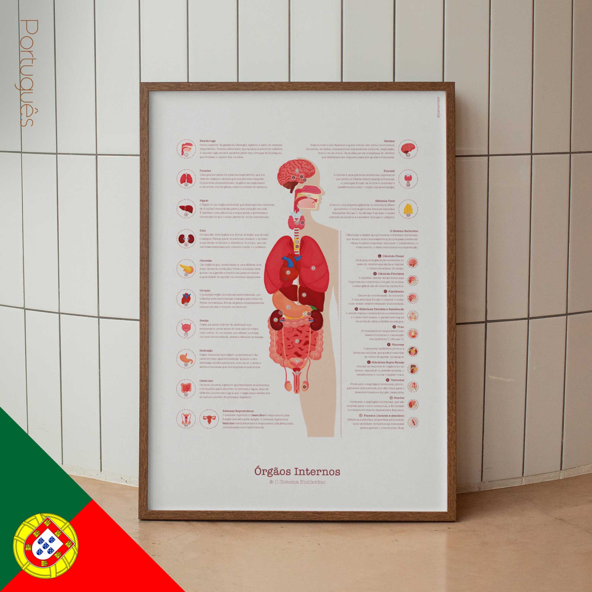 Internal Organs and Endocrine System