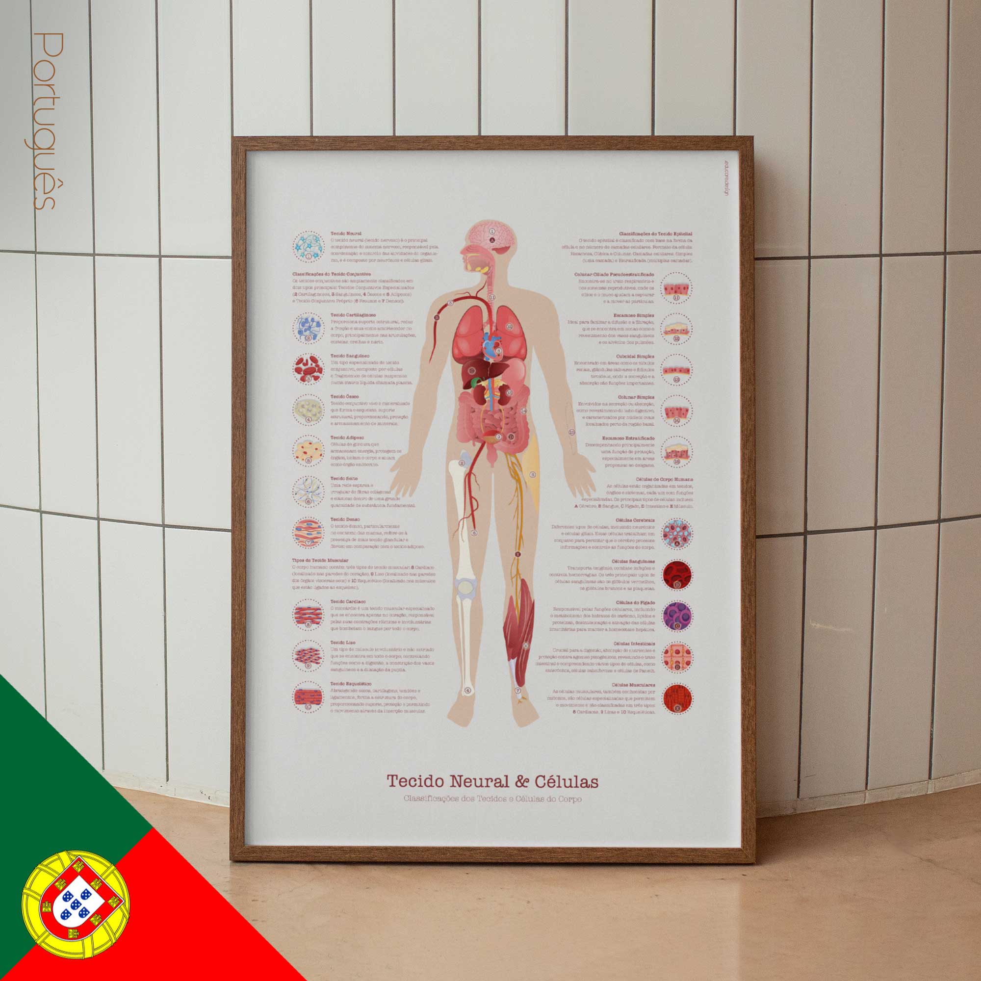 Neural Tissue & Cells; Classifications of Body Tissue and Cells