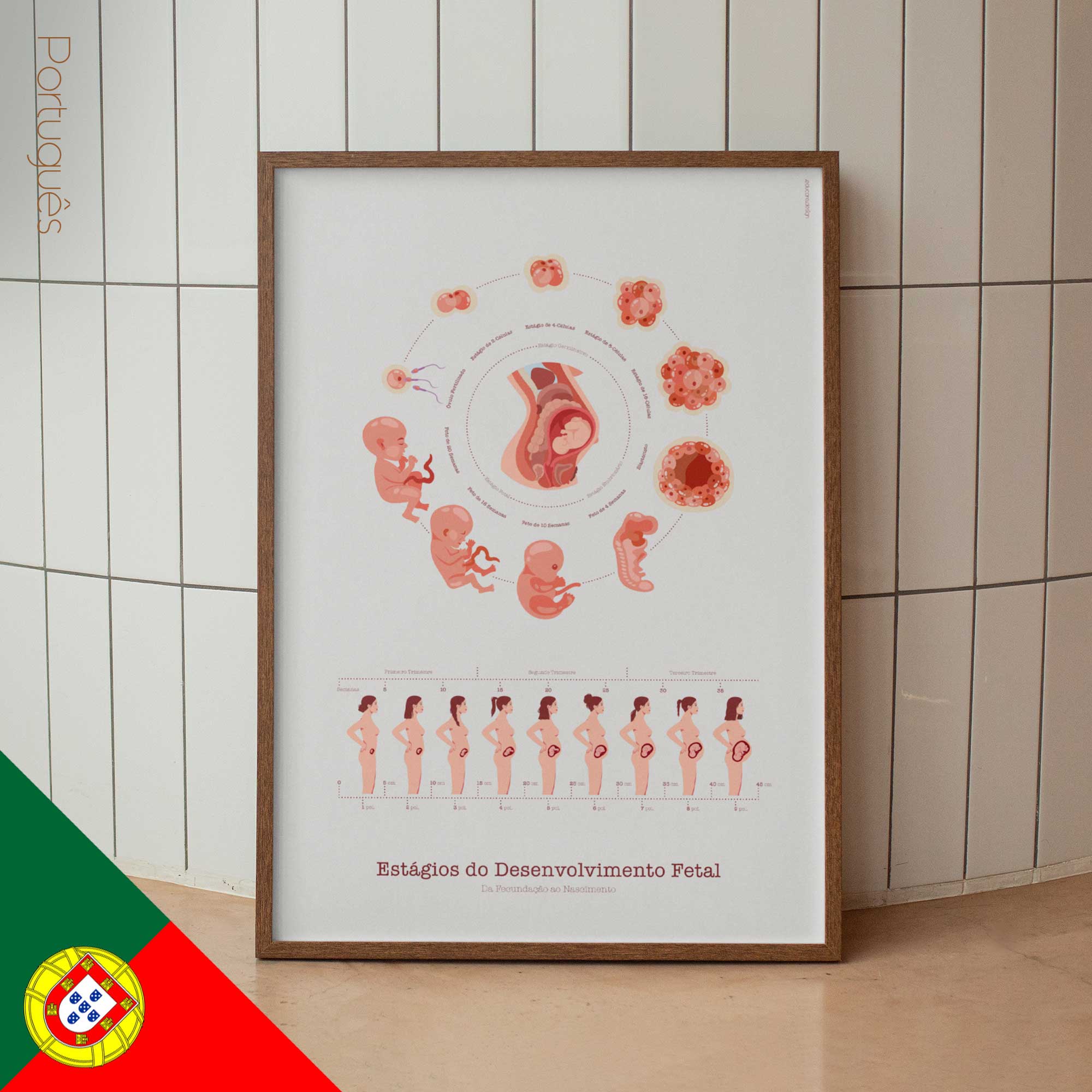 Stages of Fetal Development