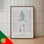 Human joint anatomy with mobility, stability and synovial joints