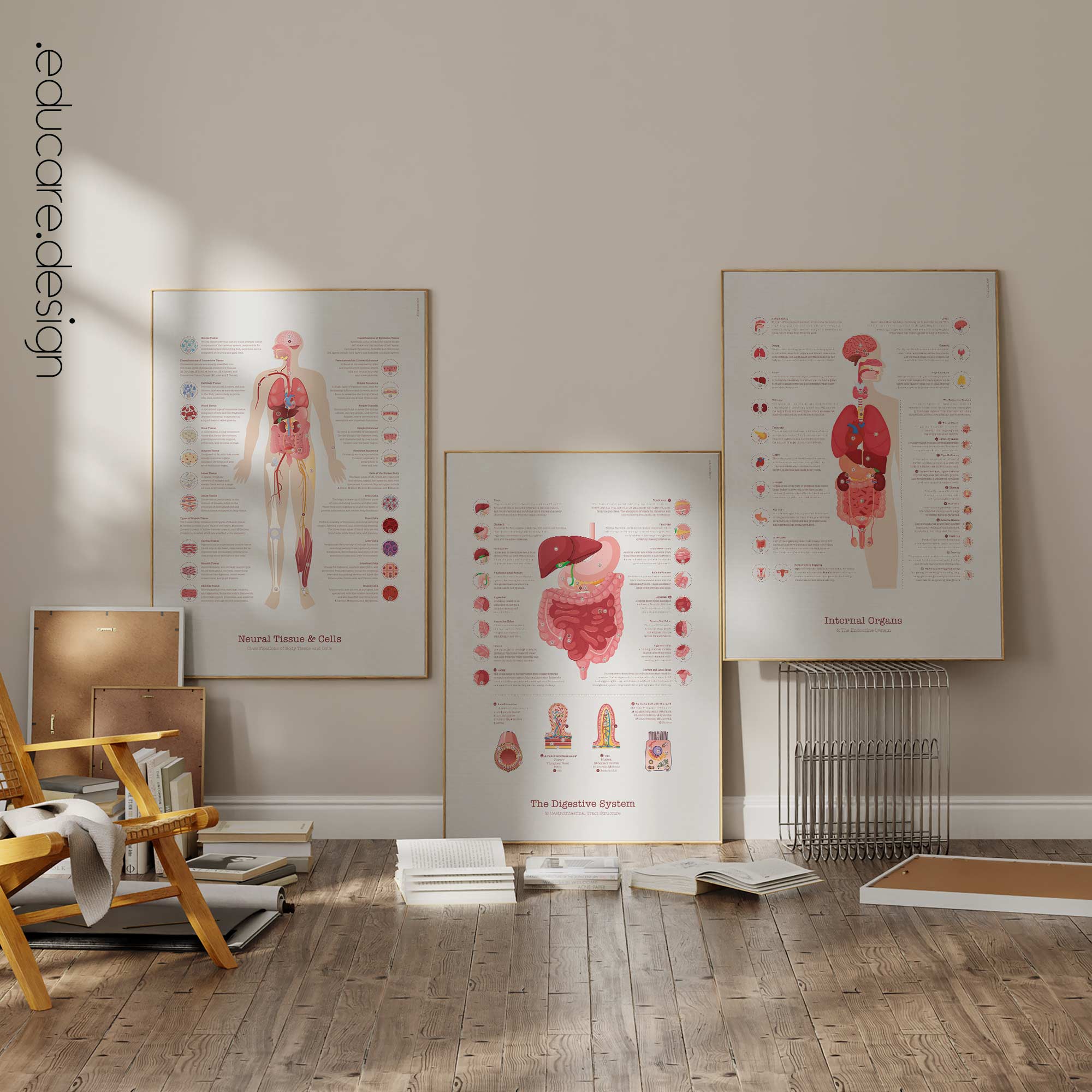 Anatomy Set on sale from www.educare.design