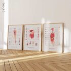Anatomy Set on sale from www.educare.design