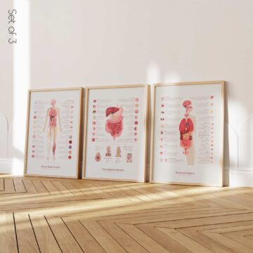 Anatomy Set on sale from www.educare.design