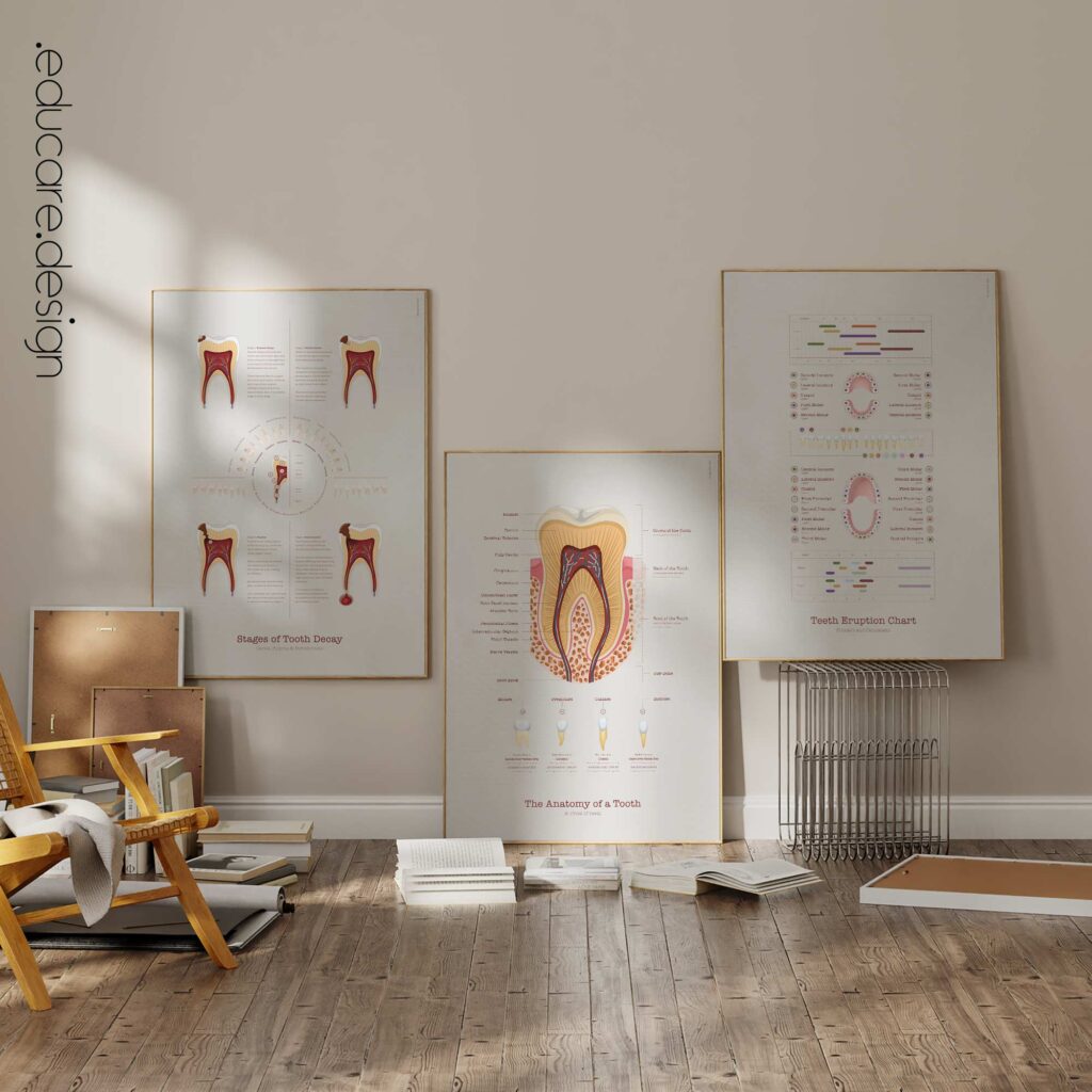 set dental care2 – Premium Anatomy Chart by educare.design