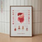 Sistema Digestivo y Estructura del Tracto Gastrointestinal lámina anatómica para clínicas y consultas