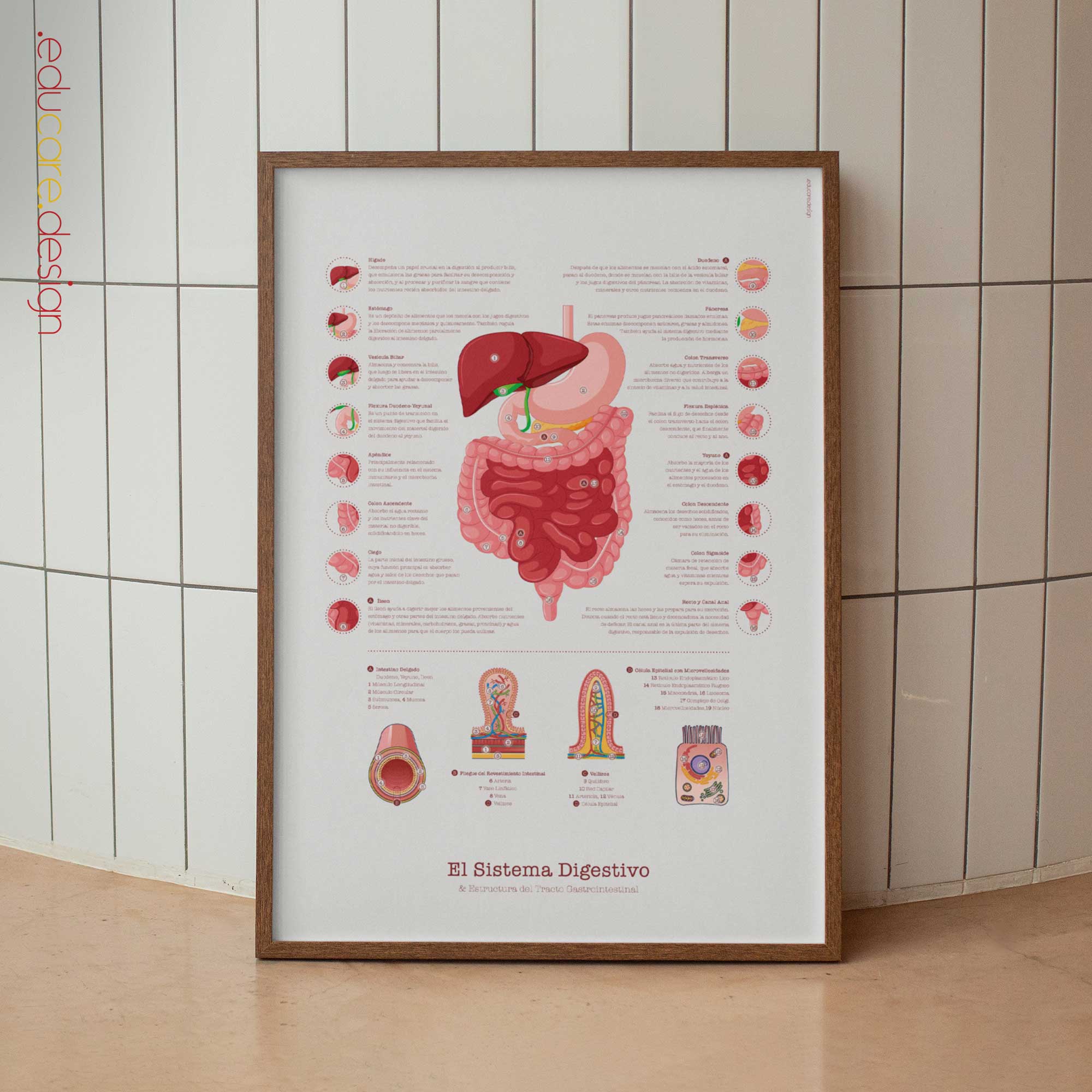 Sistema Digestivo & Estructura del Tracto Gastrointestinal