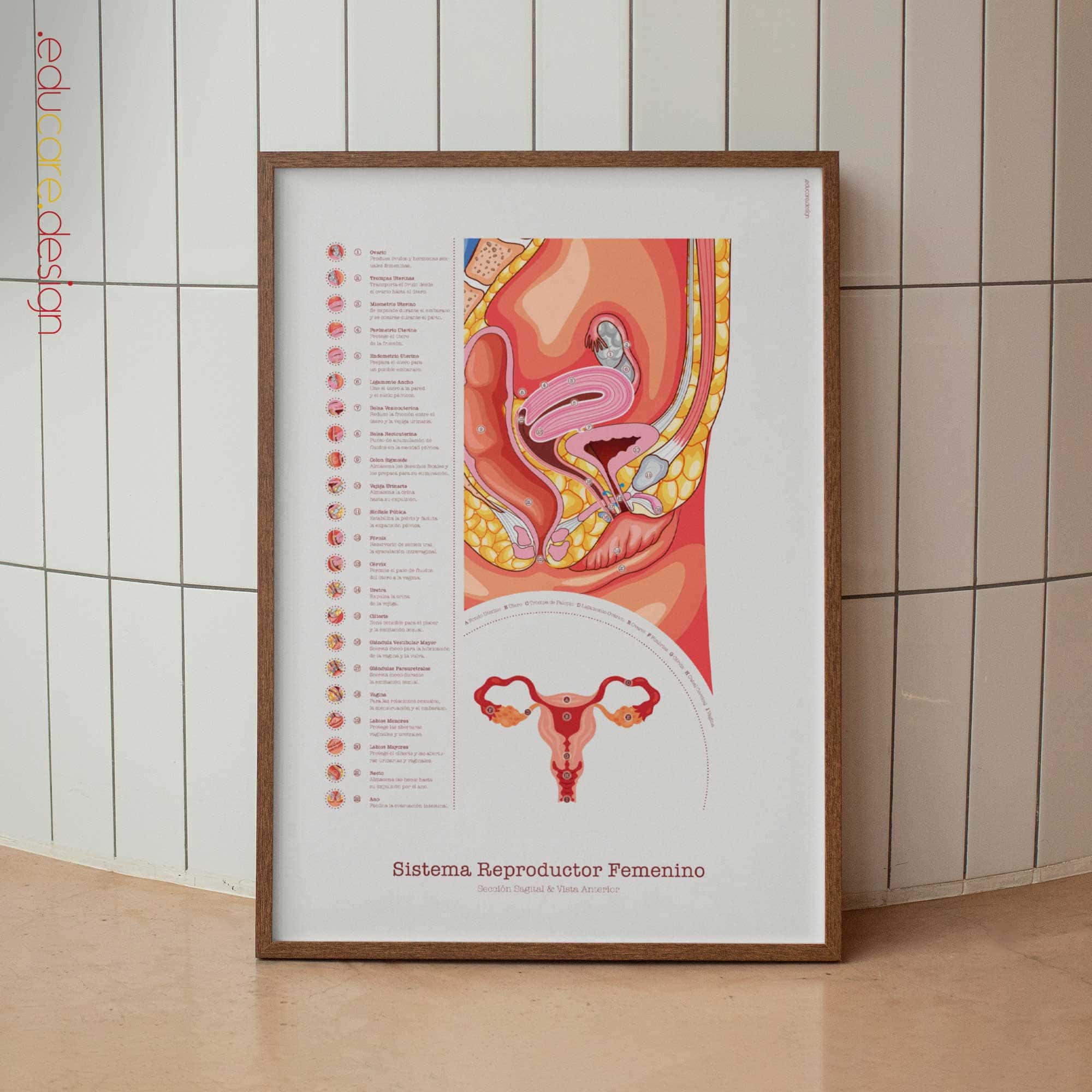 Female Reproductive System