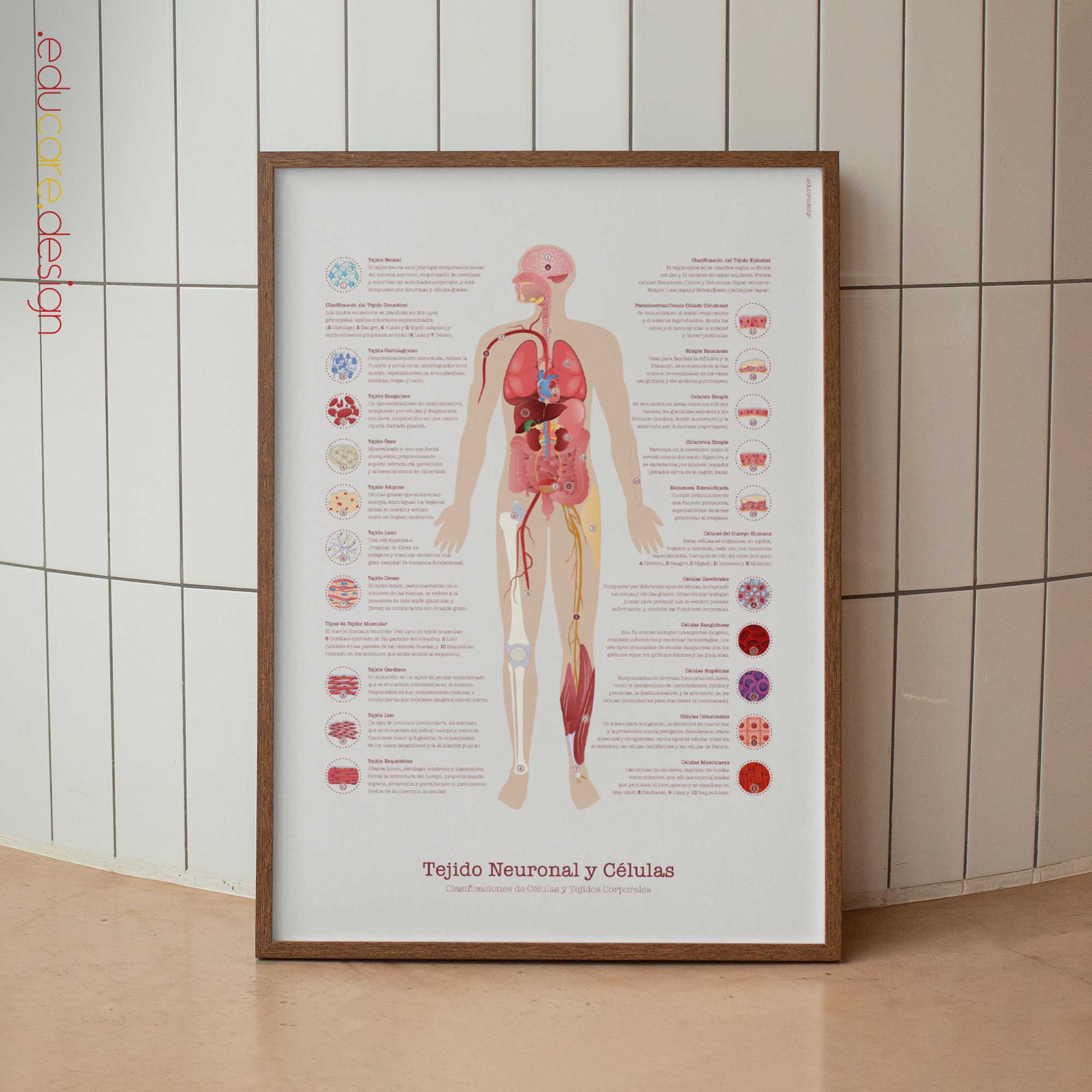 Tejido Neuronal & Células