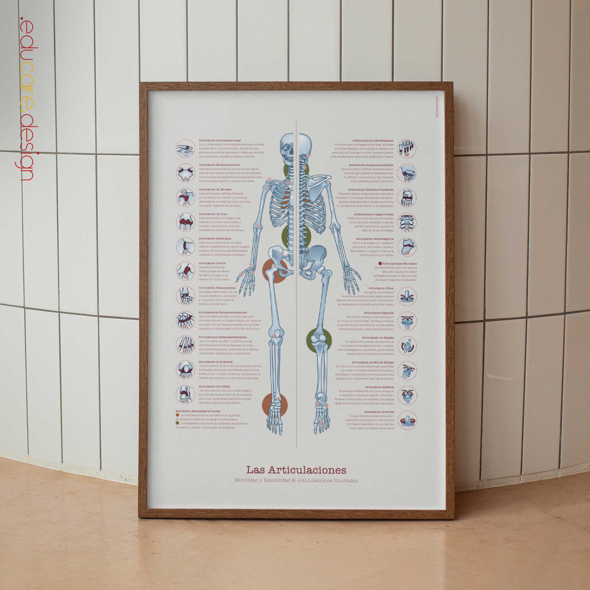 Anatomía articular humana con movilidad, estabilidad y articulaciones sinoviales.