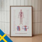 Cardiovascular System with Heart Structure and Blood Flow – educare.design Cardiovascular System with Heart Structure and Blood Flow