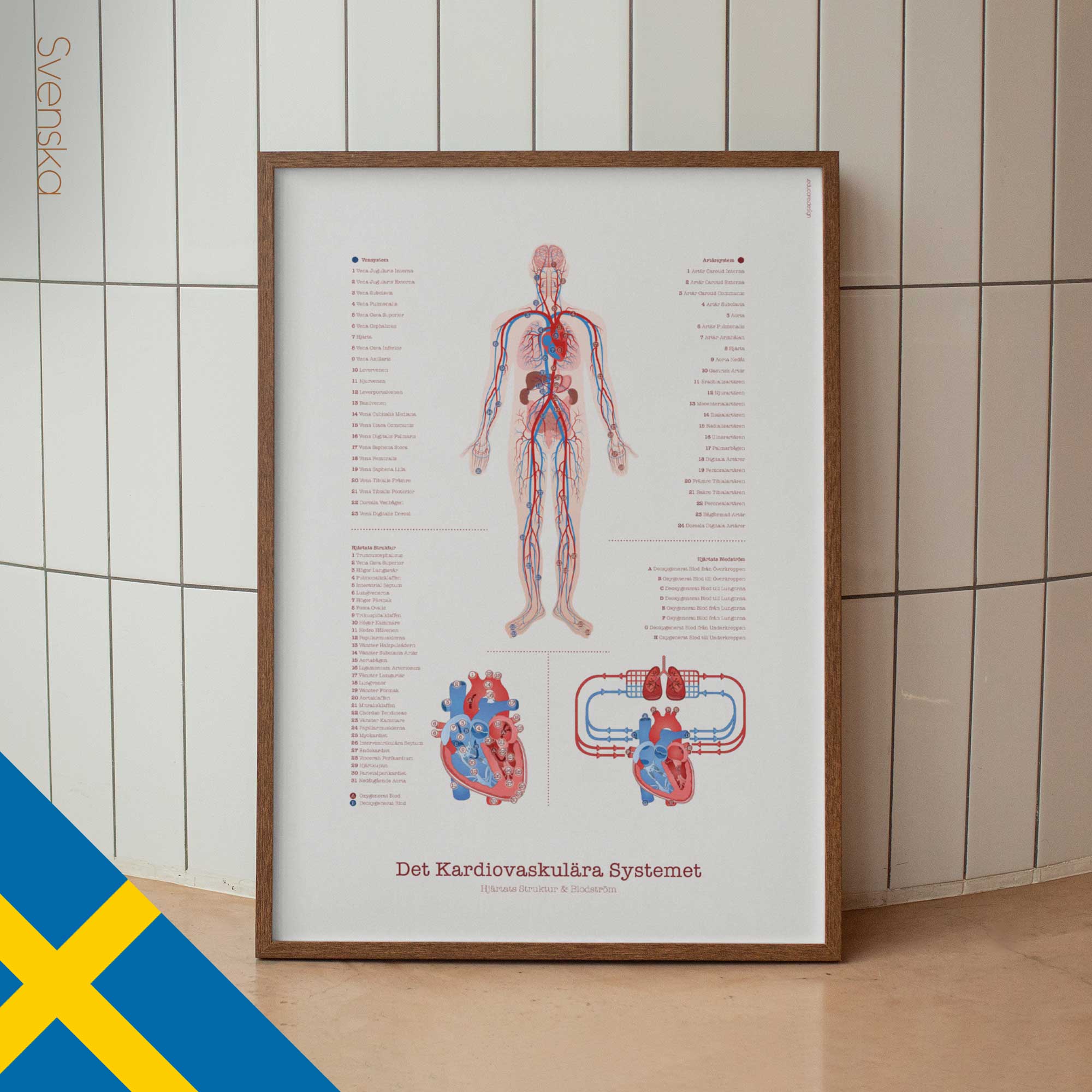 Cardiovascular System with Heart Structure and Blood Flow